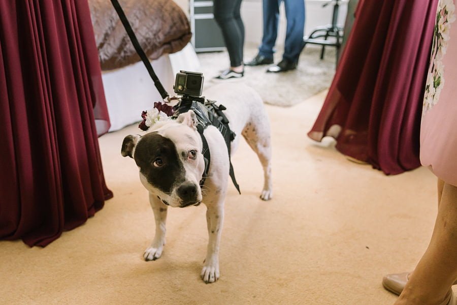wedding dog with camera