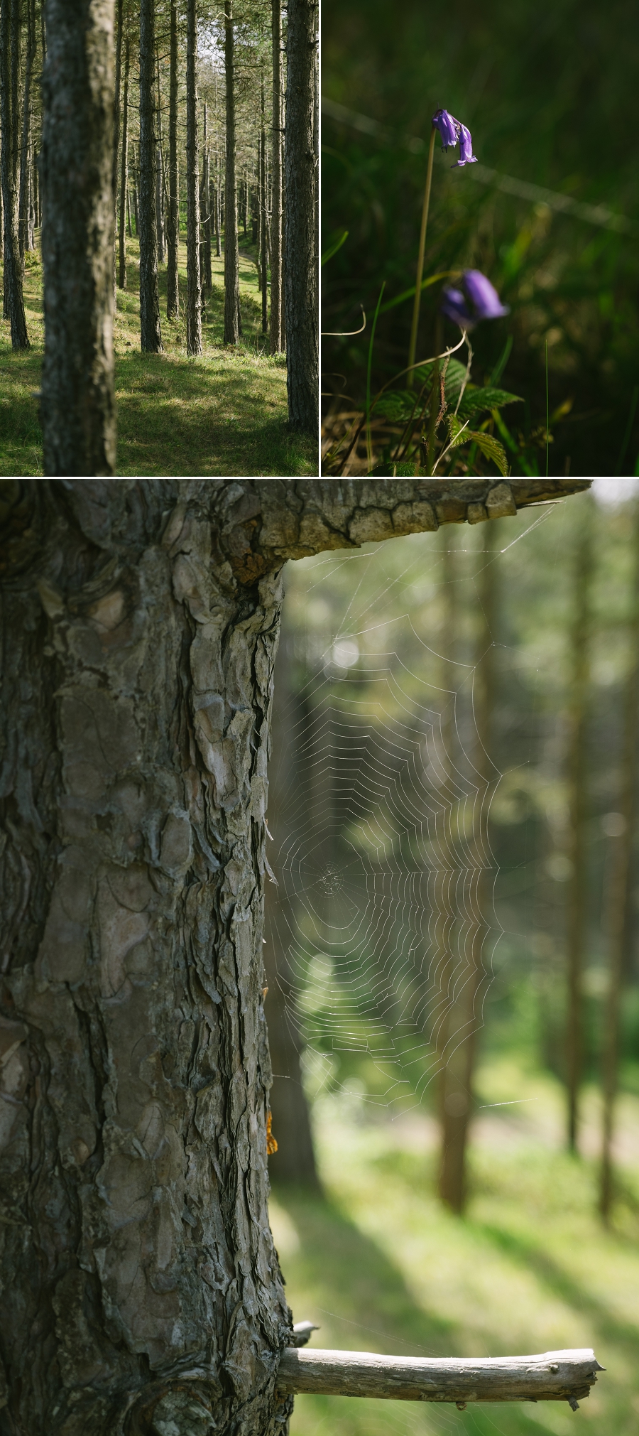 north wales engagement photography-Leah_Edward (2)
