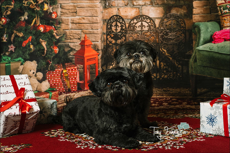 pets Christmas photoshoot